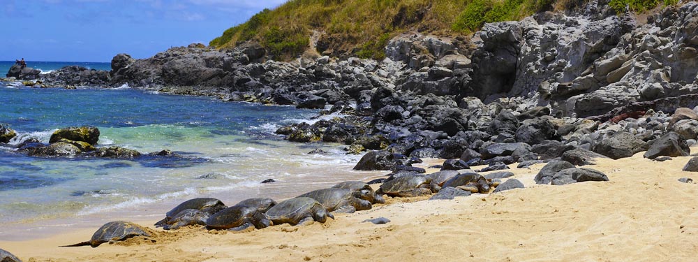 Turtles - Hookipa Beach - North Shore