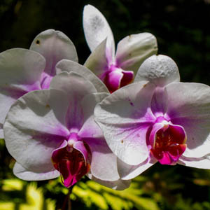  Maui flowers 
Cymbidium Orchid 