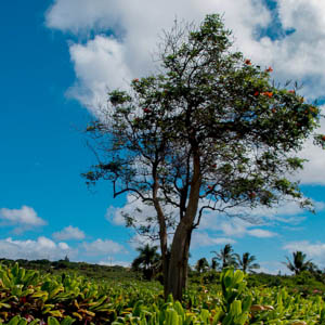 Maui plants Tree