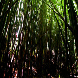 Maui plants Bamboo