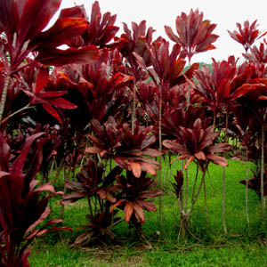 Maui plants Red Ti