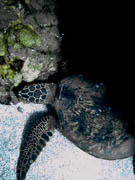Underwater turtle at Olowalu